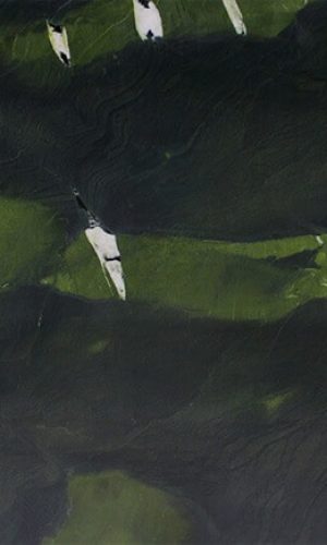 imgi_7_Avocatus-1